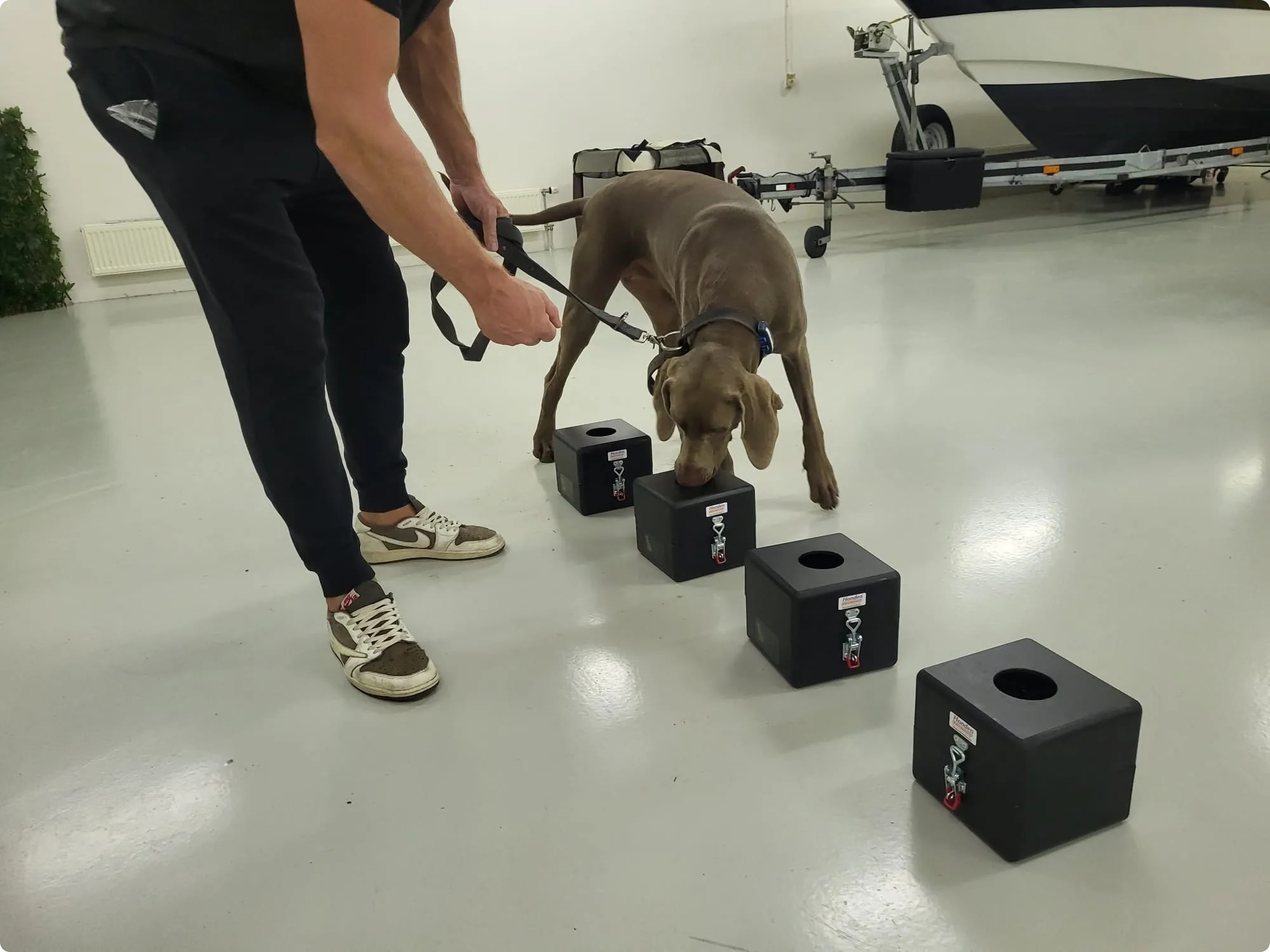 Hond krijgt les in detectievaardigheden met een mix van concentratie en speelsheid.