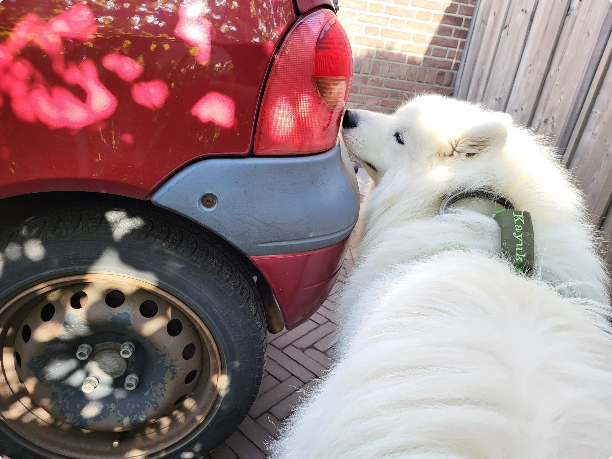 Gedreven hond in detectietraining, vastbesloten om te slagen, zijn vastberadenheid straalt door in elke beweging.