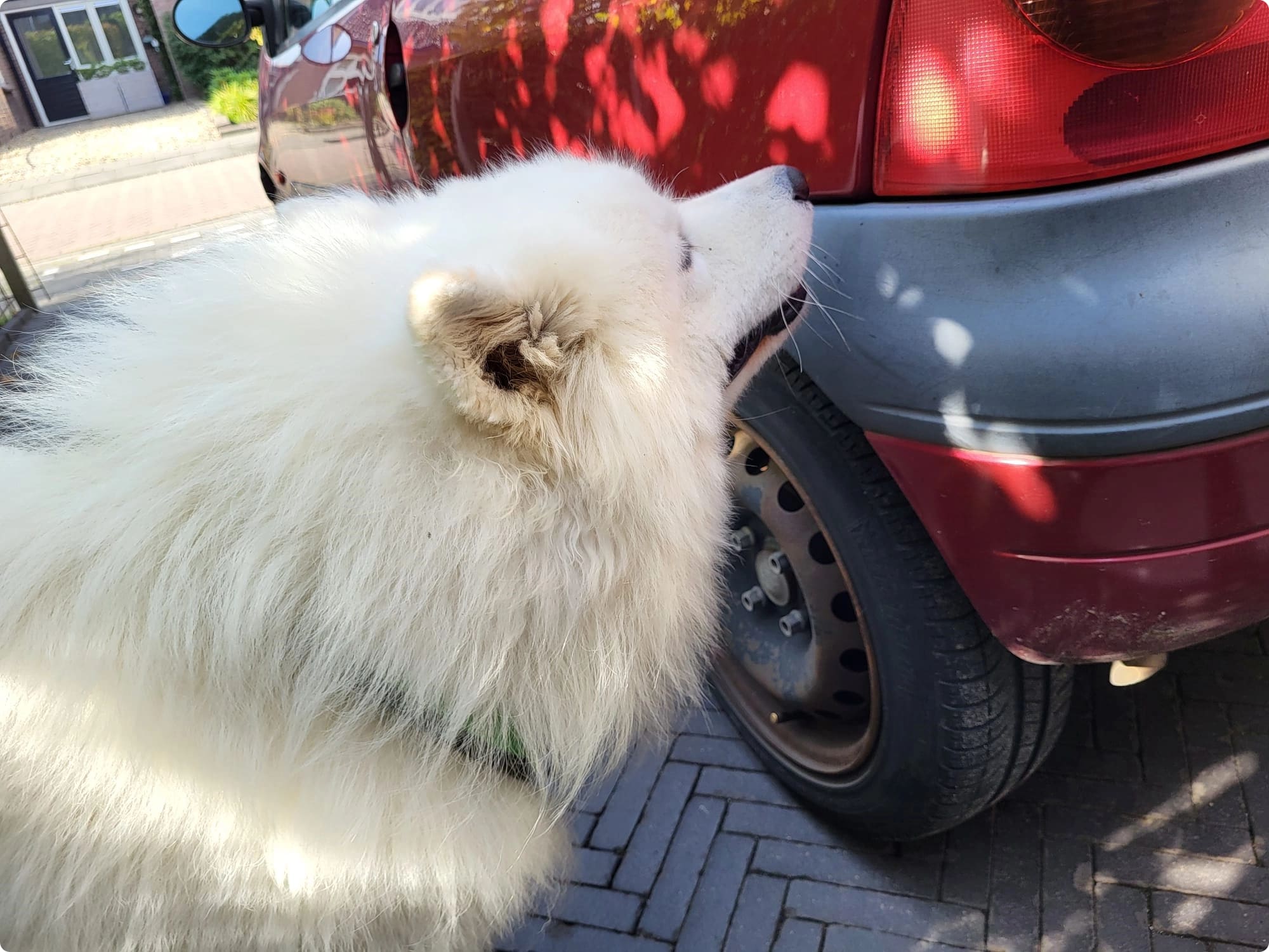 Lieve hond volgt met interesse detectieles, klaar om de wereld van geuren te verkennen en nieuwe avonturen te beleven.