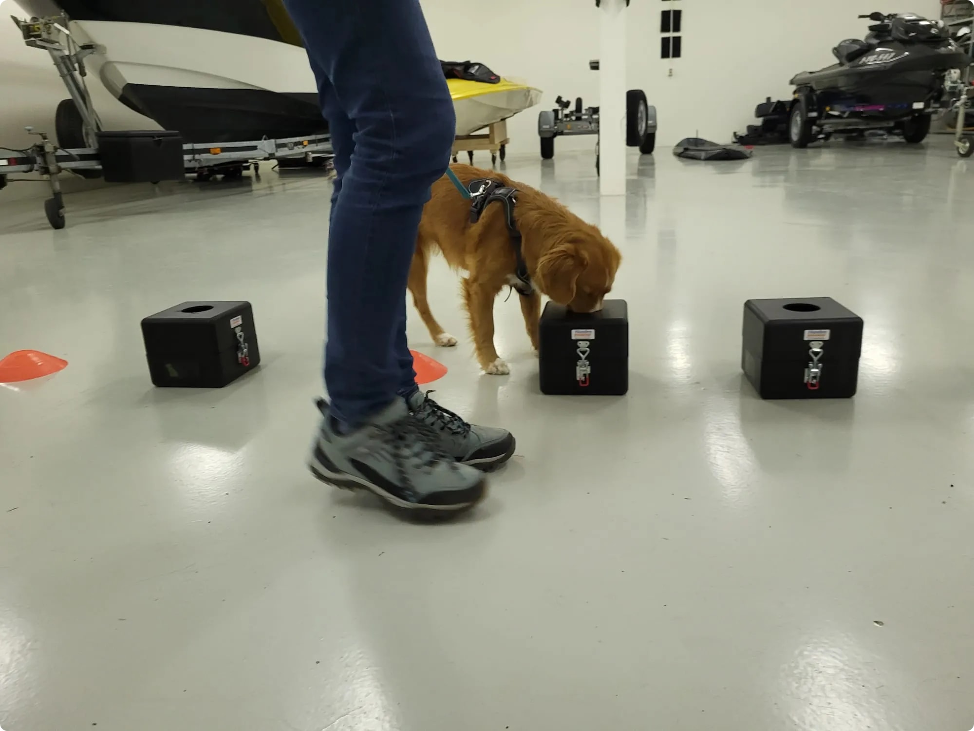 Speelse hond volgt aandachtig detectieles, klaar om nieuwe vaardigheden te leren.