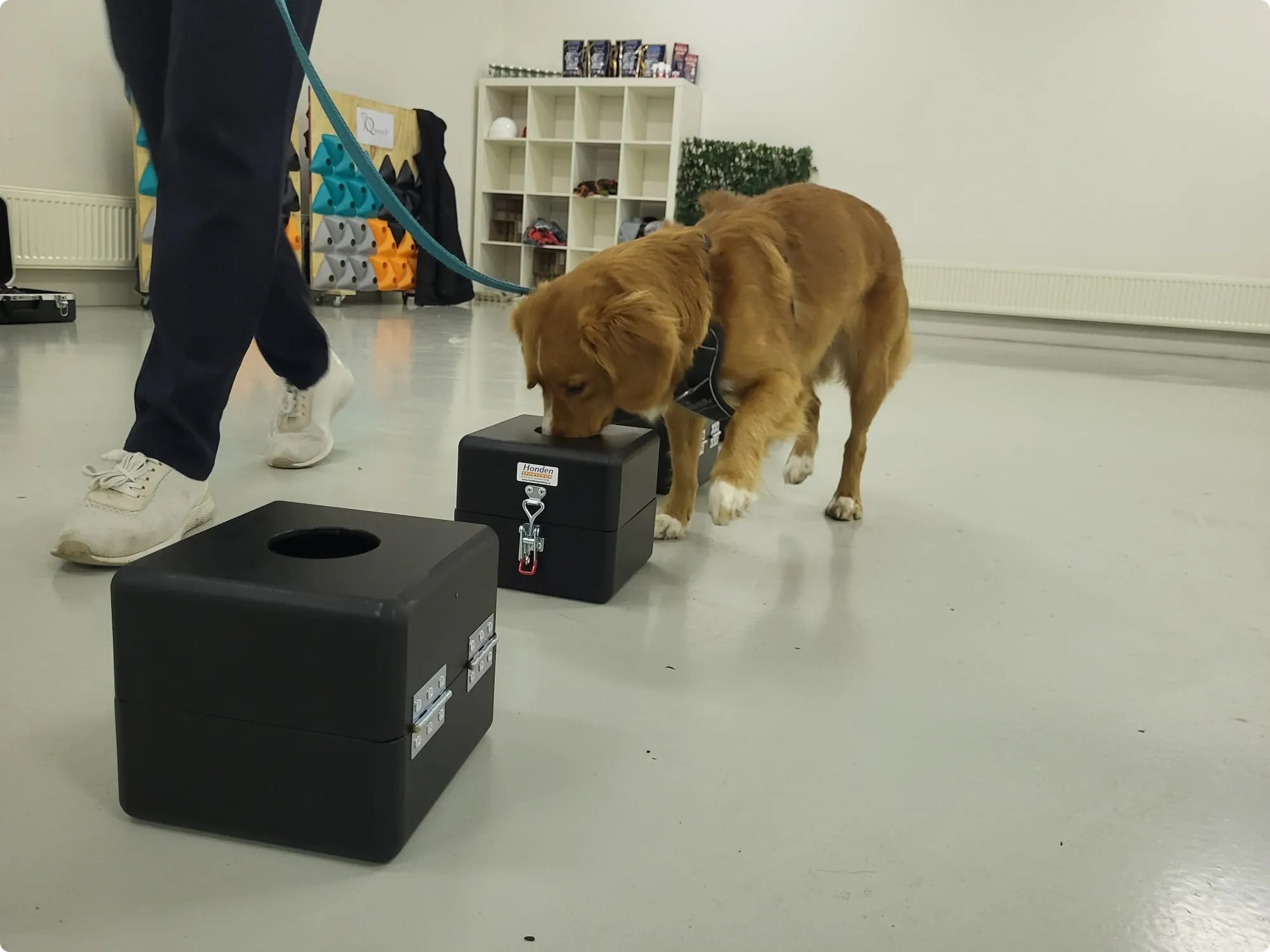 Leergierige hond oefent detectievaardigheden met een focus die bewonderenswaardig is.