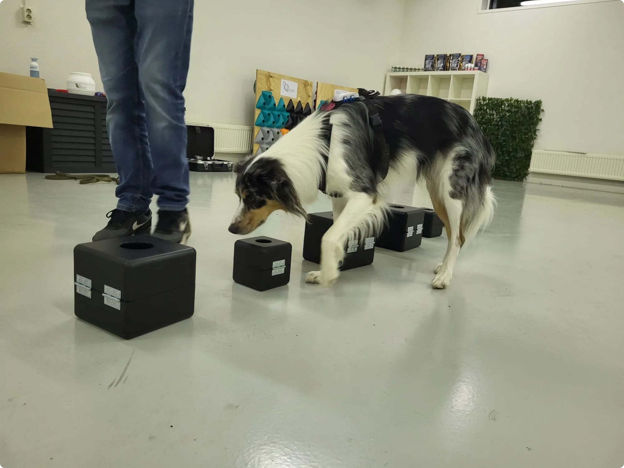 Lieve hond in detectietraining, met glinsterende ogen en een leergierige houding.