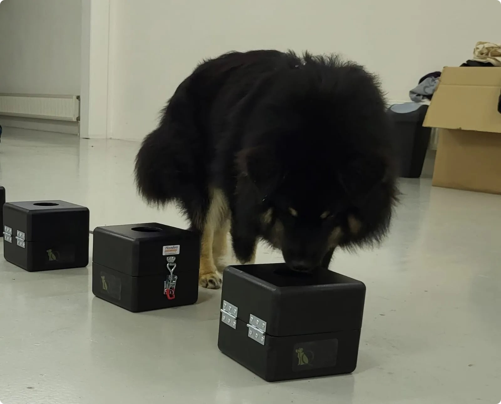 Betrokken hond leert detectietechnieken met een mix van concentratie en opwinding.