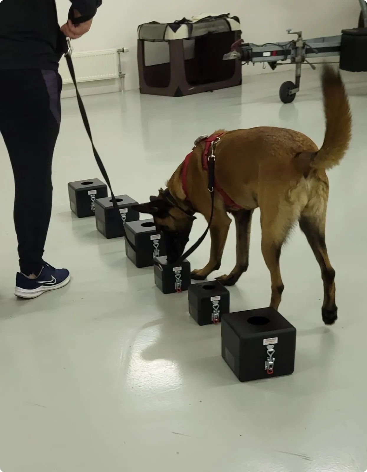 Hond in training, gefocust op het leren van nieuwe detectievaardigheden, vastberaden en nieuwsgierig.