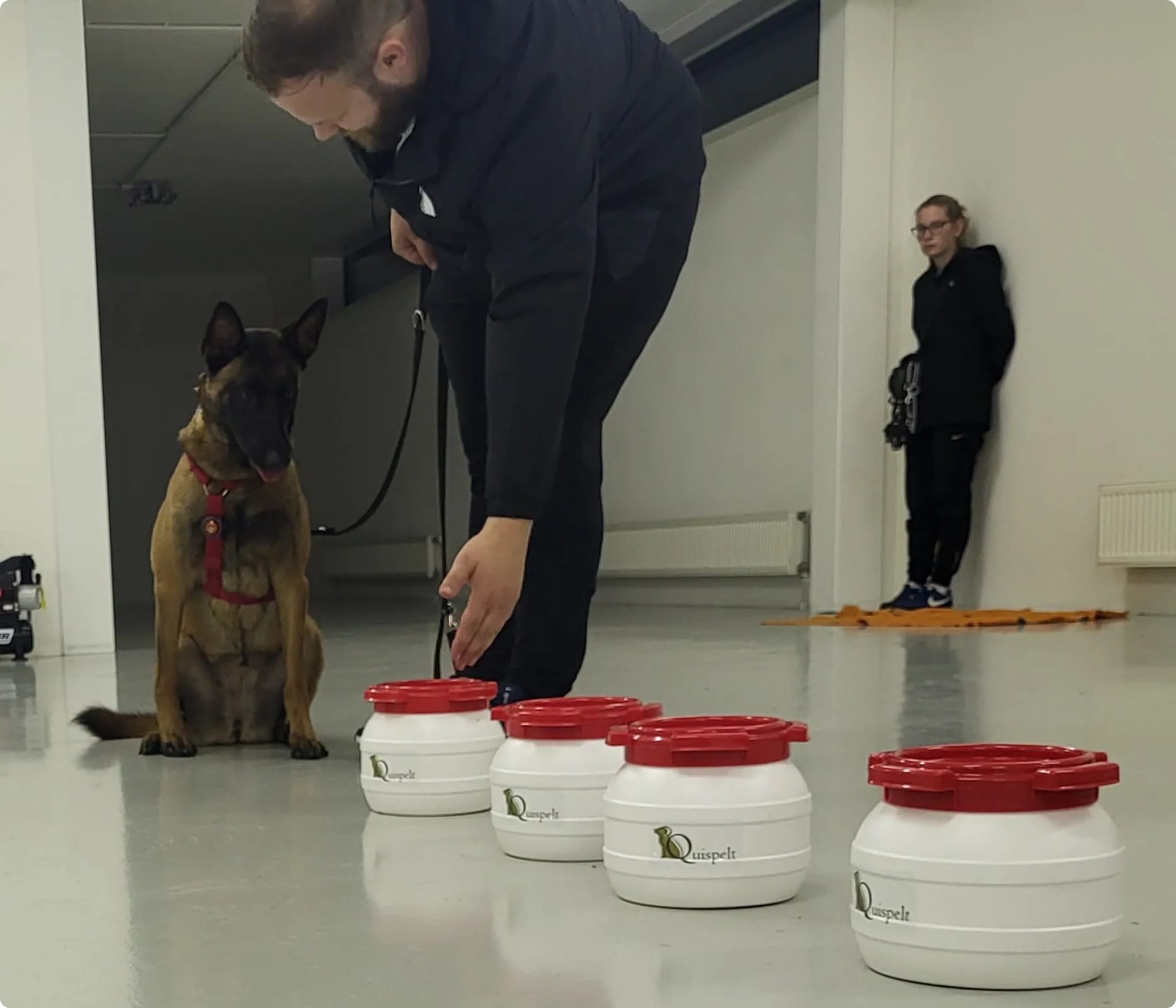 Oplettende hond absorbeert kennis tijdens detectieles, zijn toewijding straalt door.