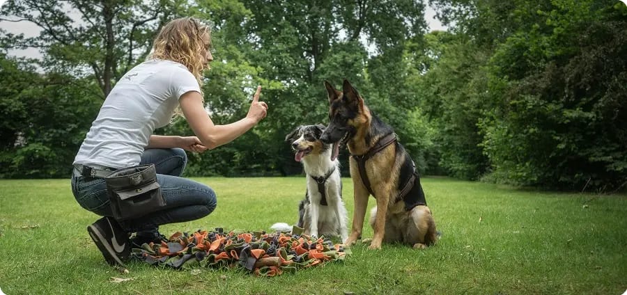 Trainen border collie en duitse herder, snuffelen, wacht, plezier.