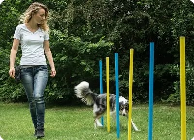 Agility hondentraining behendigheid sport en spel