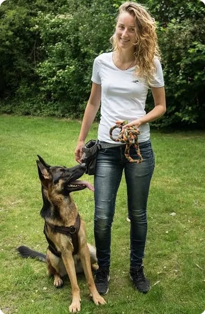 Duitse herder training, zit aan hiel. Belonen met spel en koekjes.