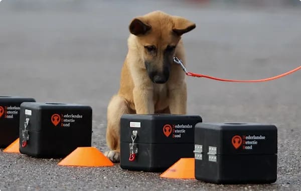 herder detectie les nederlandse detectie bond