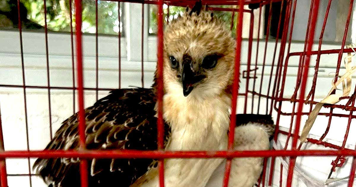 Eagle-iconic-rescued-symbol for-hope