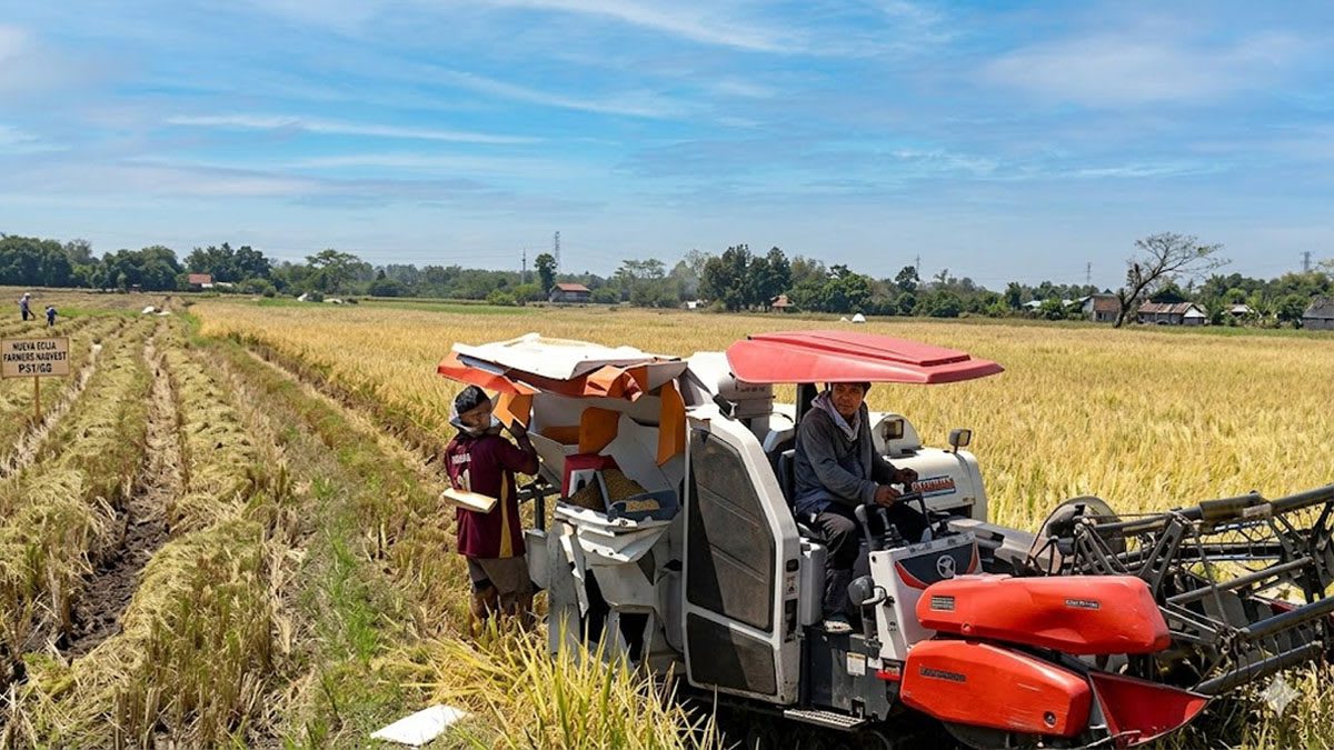 Farmers-harvester- Palay