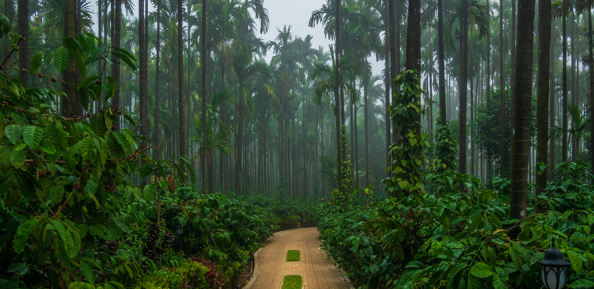 Coorg coffee plantation and forest Karnataka