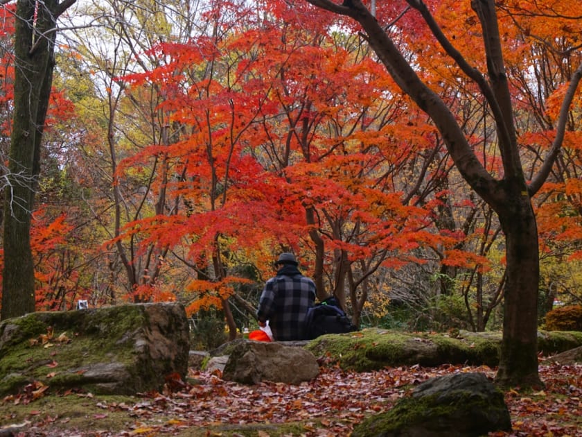 A man sitting on a rock in the woods