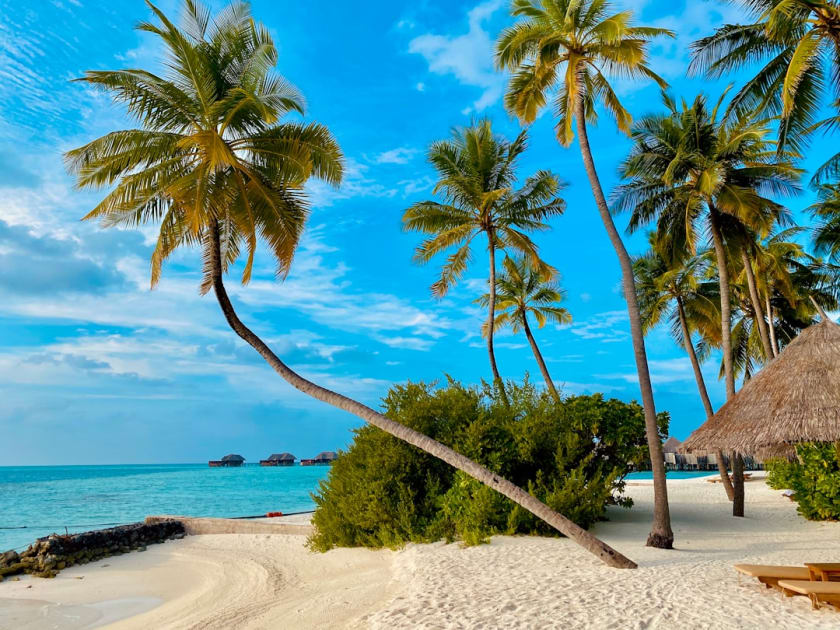 coconut tree on beach shore during daytime