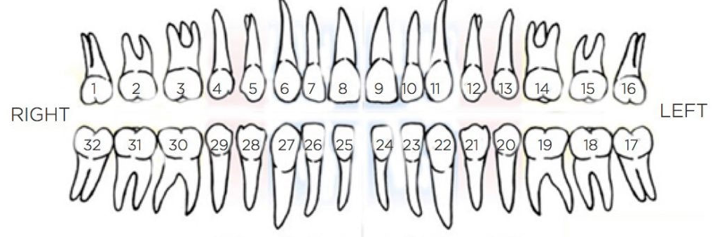 Teeth Diagram Field