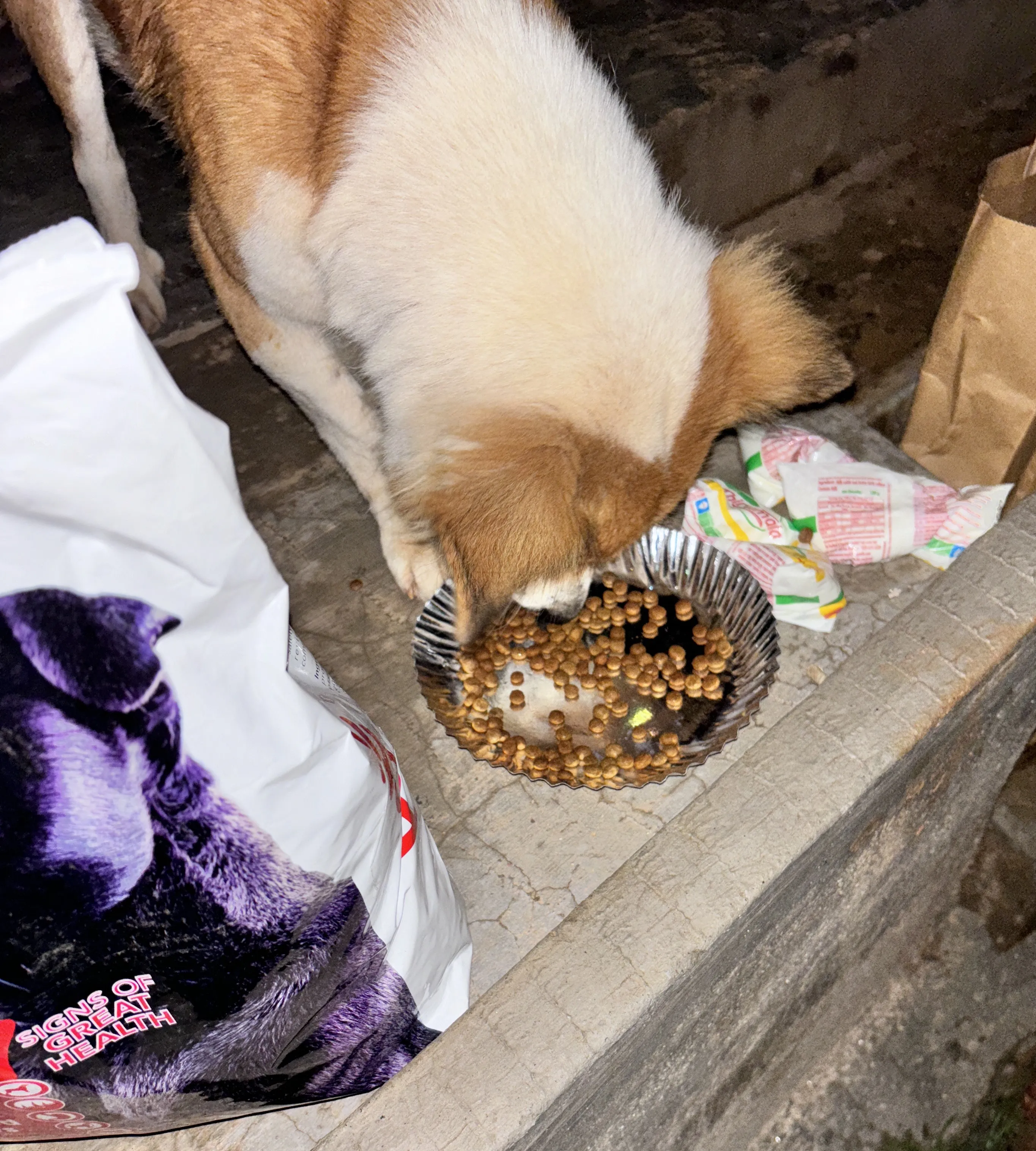 Street Dogs