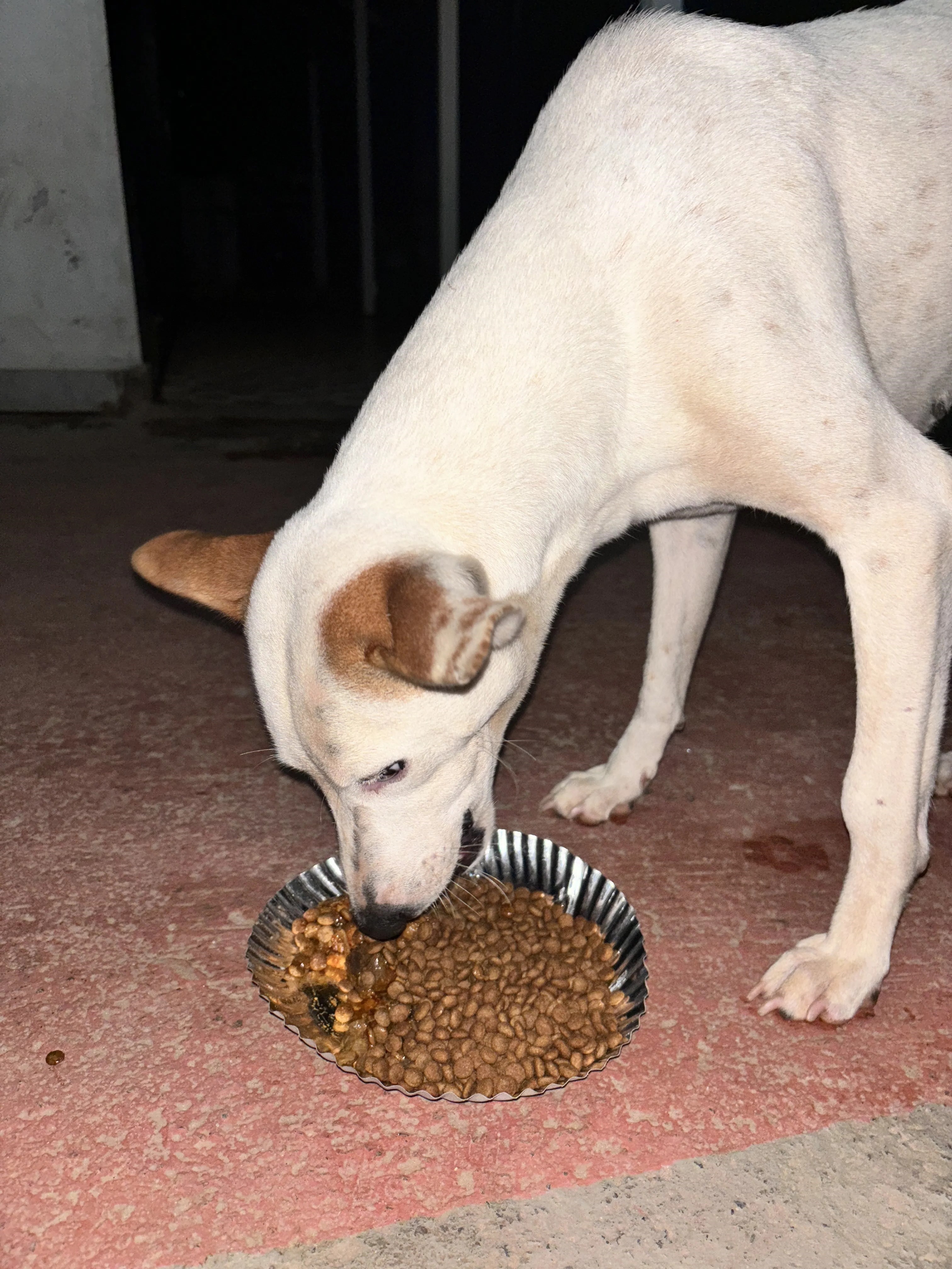 Animal Welfare