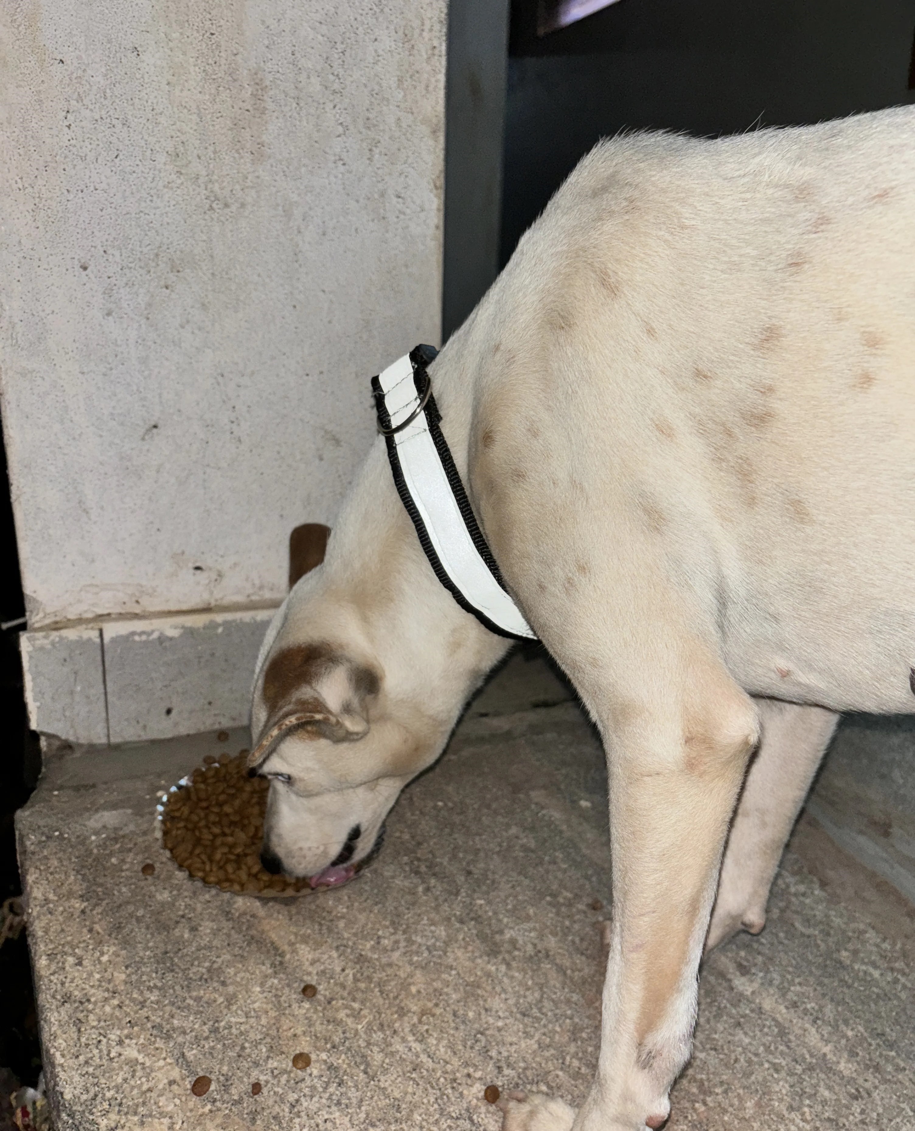 Street Dogs