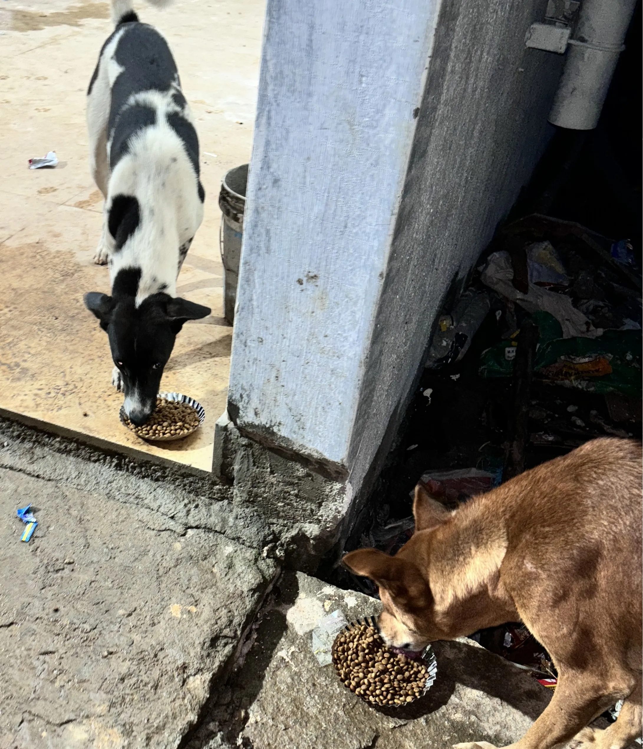 Street Dogs