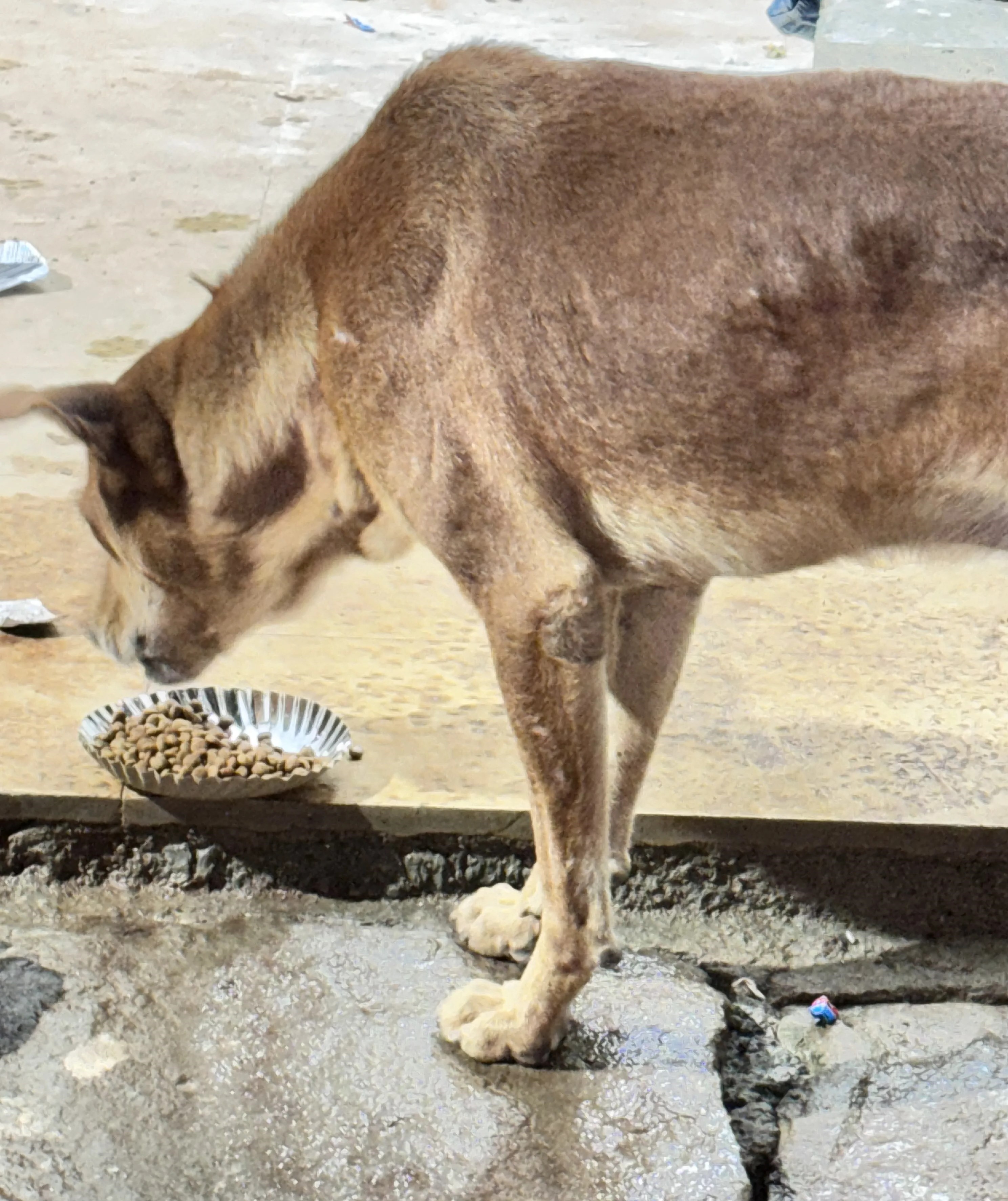 Street Dogs