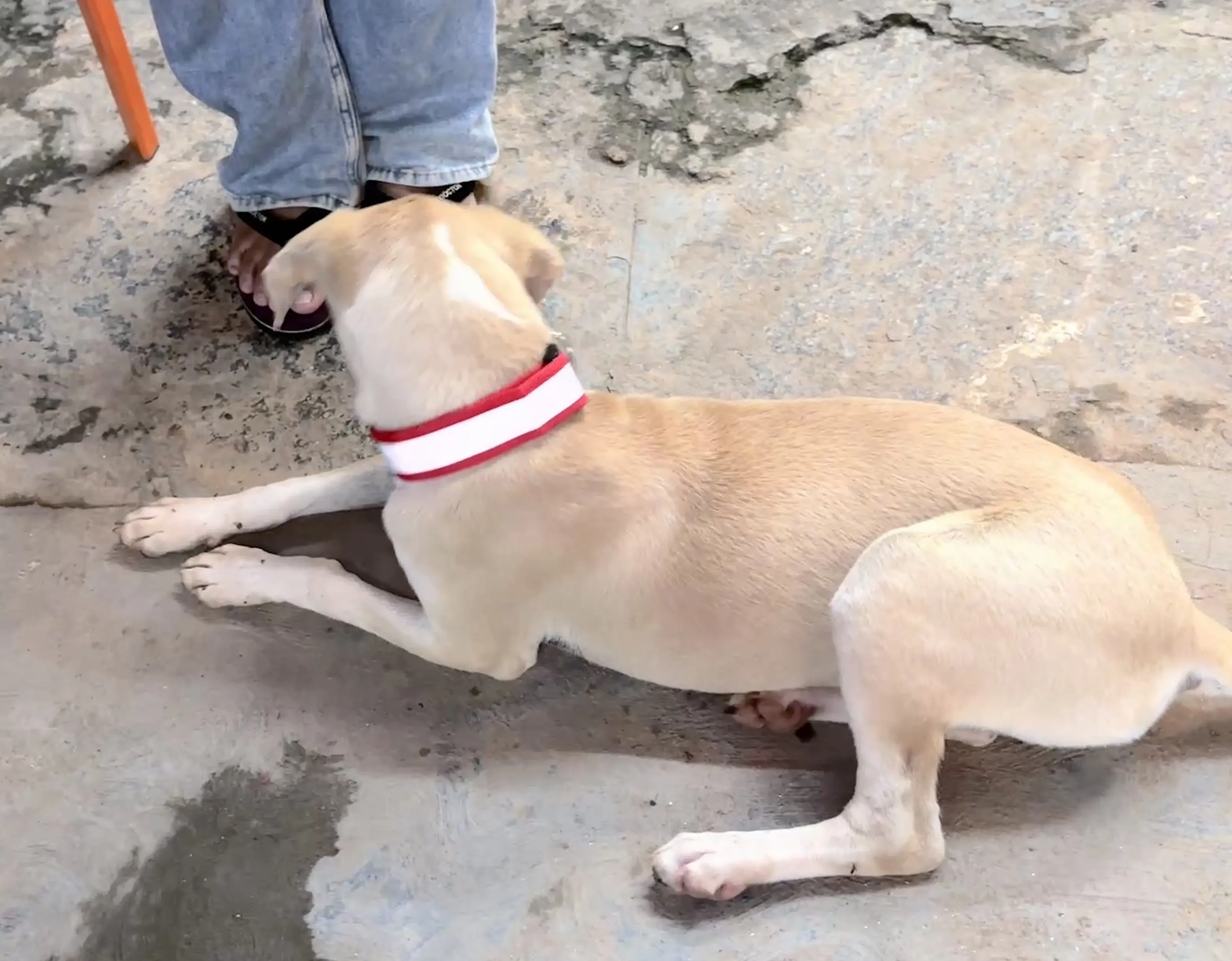 Street Dogs