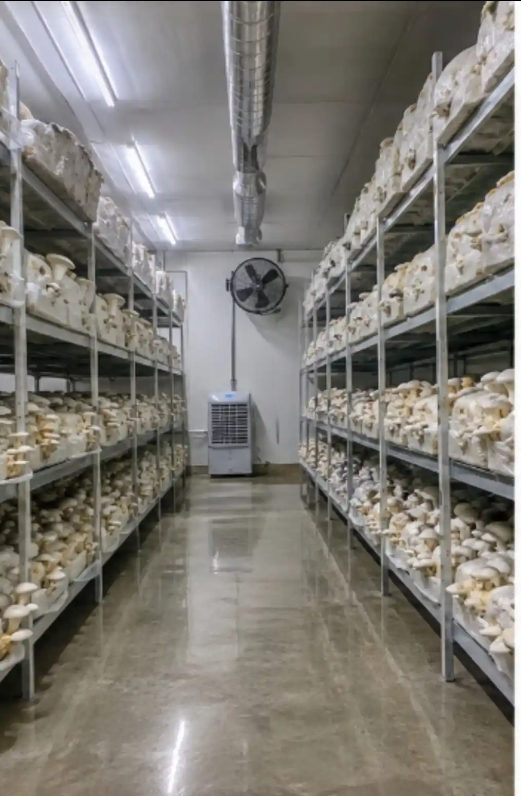 Climate-controlled indoor mushroom grow room with fresh oyster mushrooms growing on substrate blocks.