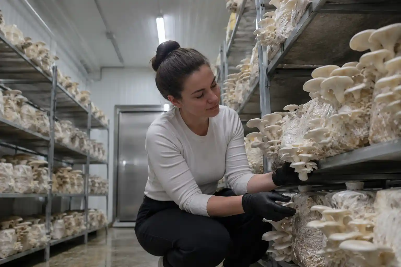 Fresh mushrooms cultivated year-round using controlled temperature, humidity and fresh-air exchange