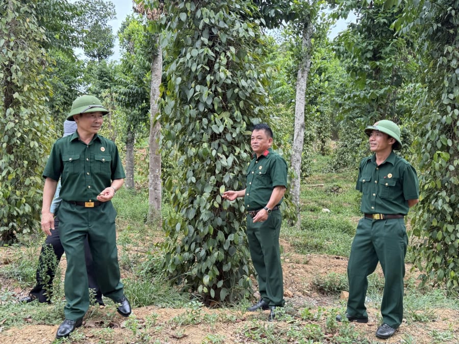 Hồ tiêu một trong những cây trồng mang lại hiệu quả kinh tế khá cao cho gia đình cựu chiến binh Ngô Xuân Dũng (đứng giữa) - Ảnh: Nh.V