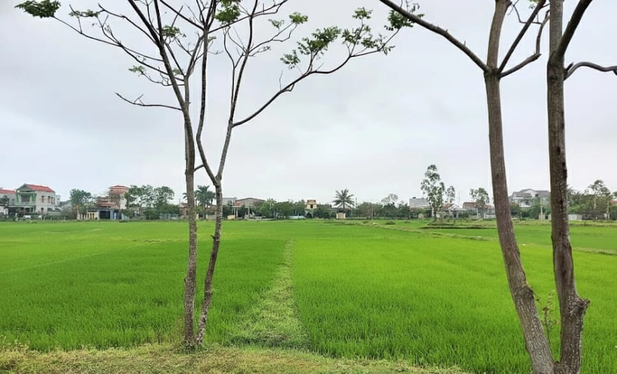 Sắc xanh trong nắng mới - Ảnh:Nh.V