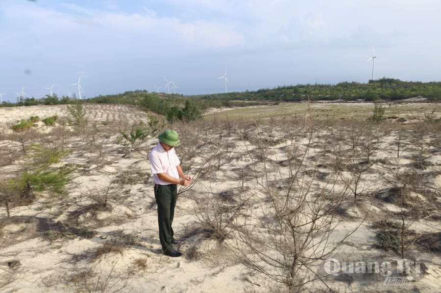 Những mảng rừng trồng ven biển do Ban Quản lý rừng phòng hộ Nhật Lệ quản lý đã khô héo nghiêm trọng sau chuỗi đợt nắng nóng đỉnh điểm vào năm 2026 - Ảnh: V.M