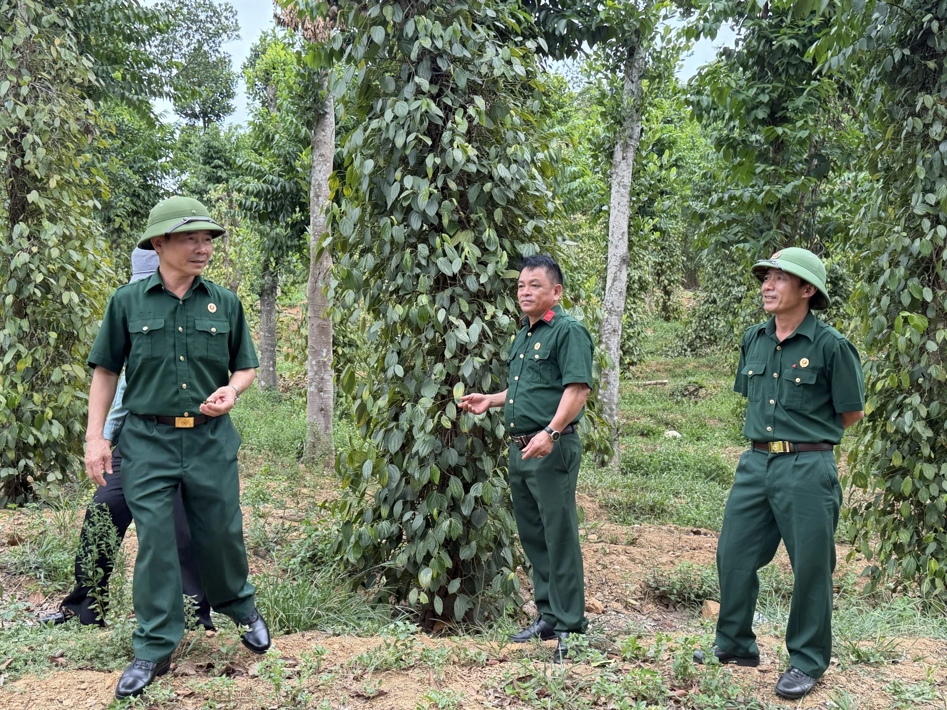 Hồ tiêu một trong những cây trồng mang lại hiệu quả kinh tế khá cao cho gia đình cựu chiến binh Ngô Xuân Dũng (đứng giữa) - Ảnh: Nh.V