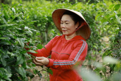 Thơm thảo quê nhà bên dòng Ô Lâu