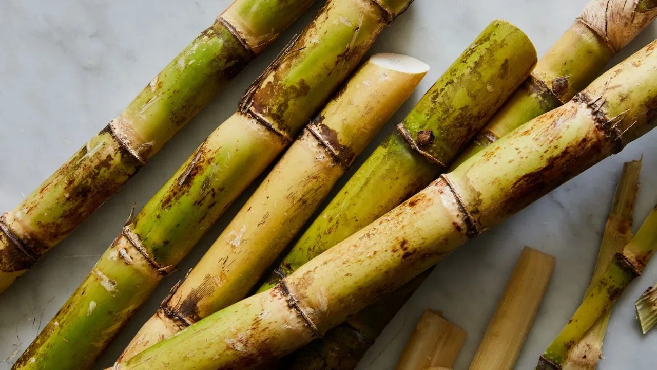 Sugarcane