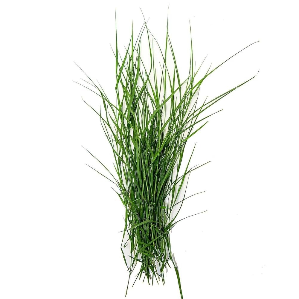Durva Grass