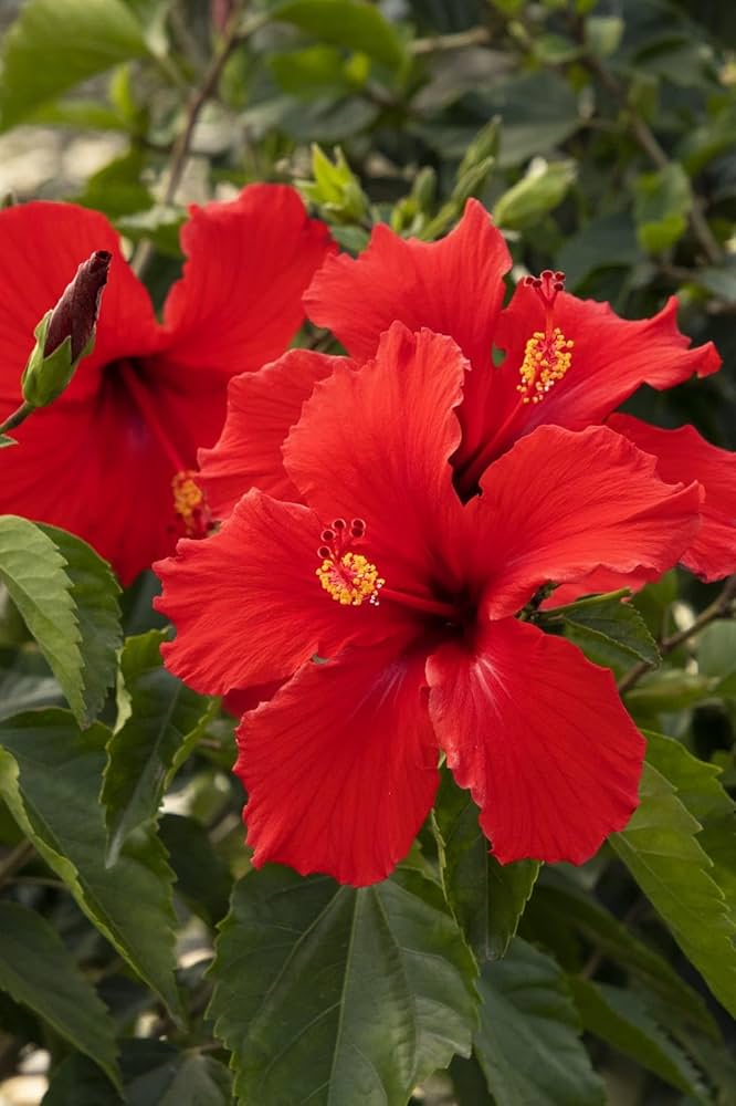 Hibiscus Flowers