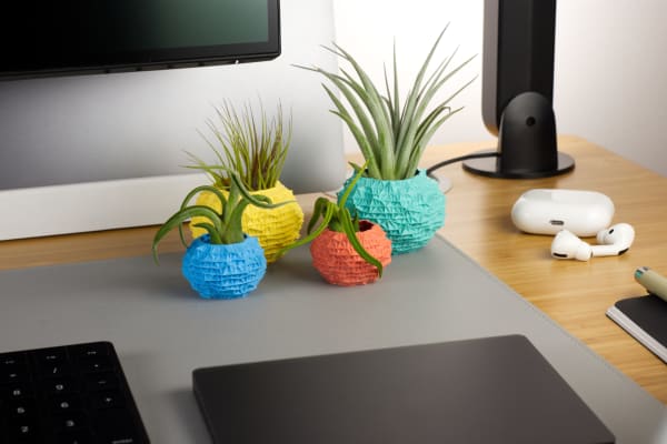 Several spiky air plants sitting in brightly colored, urchin-shaped holders on a wooden desk next to a laptop, monitor, keyboard, headphones.