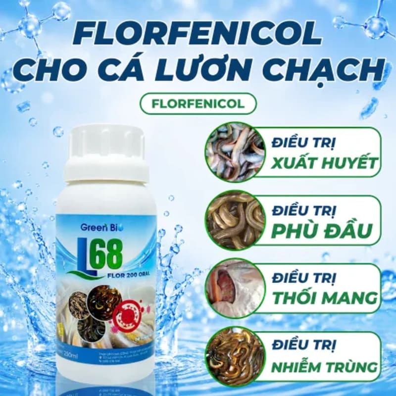 L68 - Florfenicol cho lương chạch cá