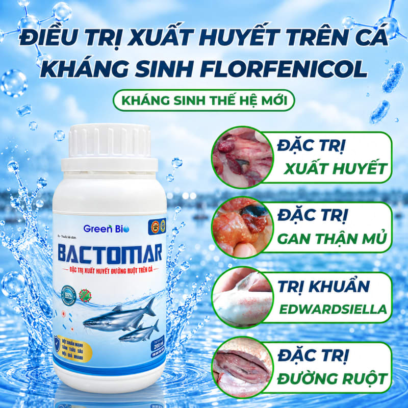 Bactomar - Kháng sinh Florfenicol đặc trị xuất huyết, gan thận mủ trên cá
