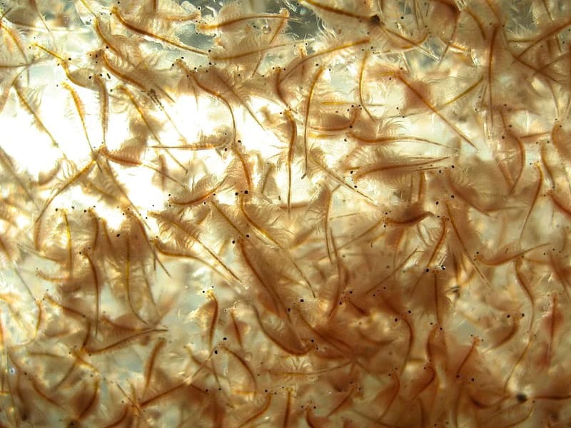 Artemia
