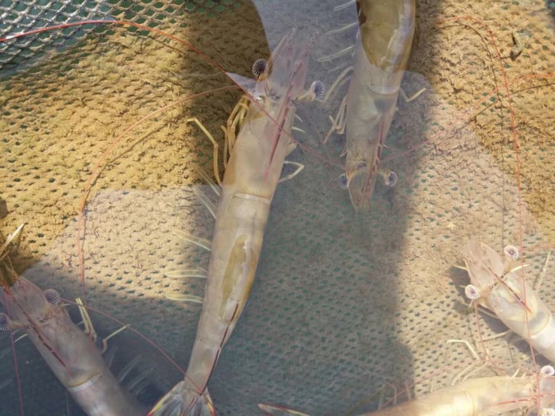 Tôm bị phan trắng khi nhiễm khuẩn Vibrio