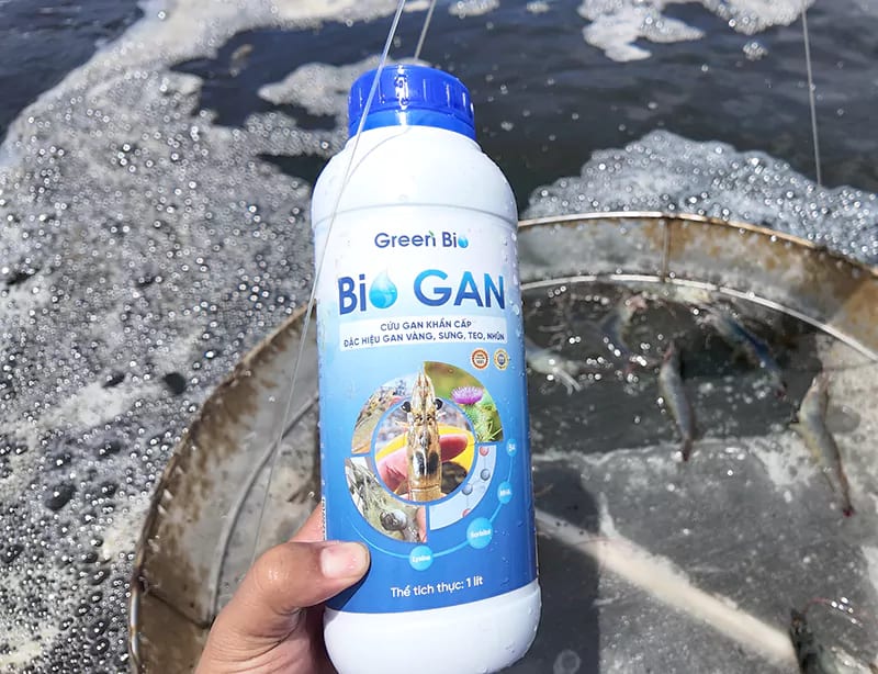 Bio Gan giúp điều trị các bệnh trên gan tôm