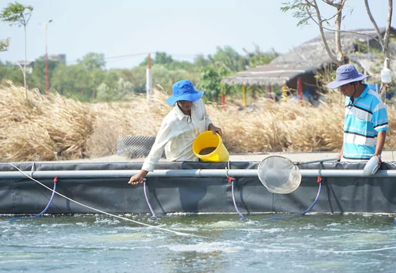 Bổ sung vi sinh định kỳ vào ao