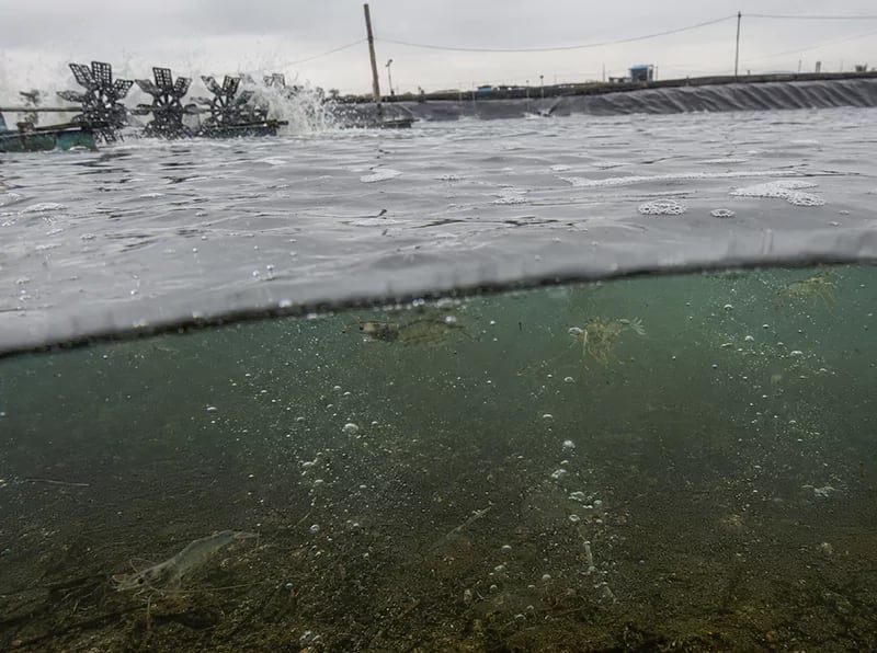 CO2 trong ao nuôi