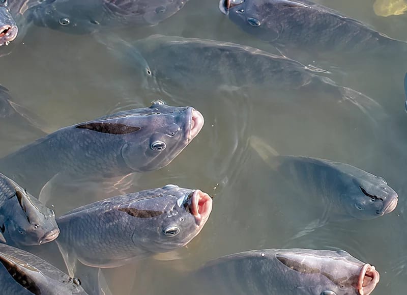Cá rô phi nổi đầu