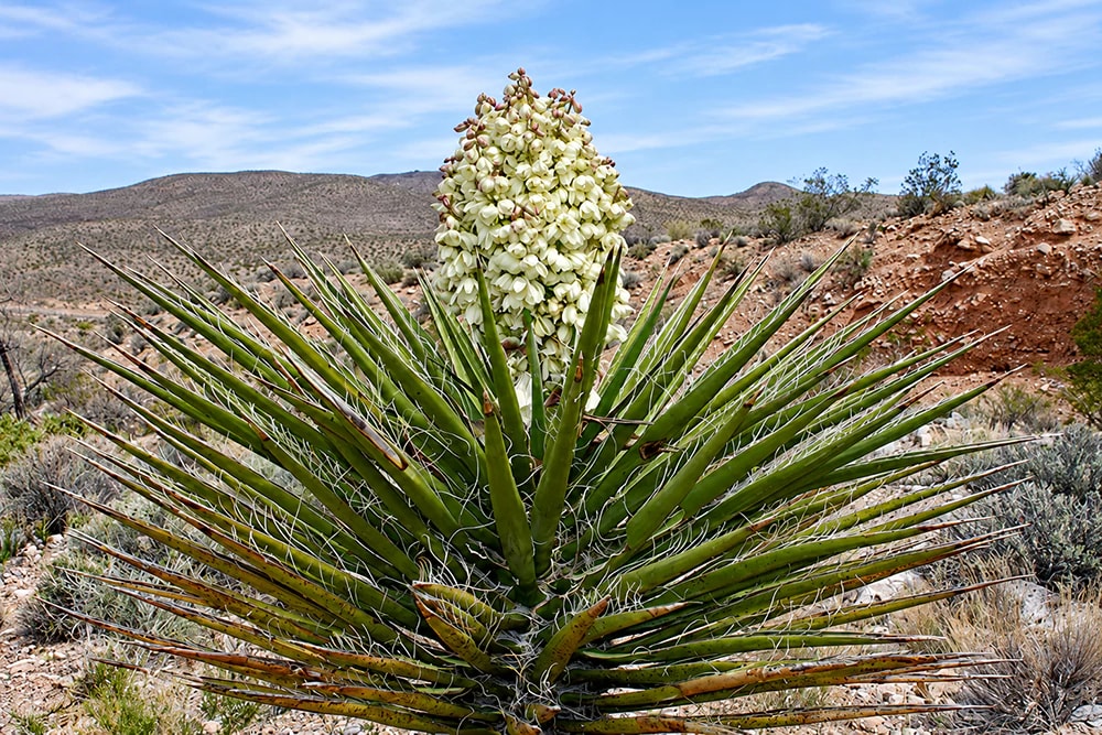 Cây Yucca