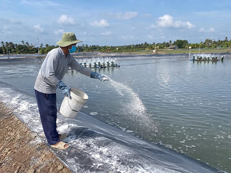 Chlorine xử lý nước ao nuôi tôm