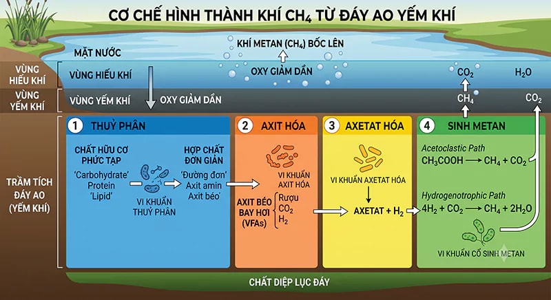 Cơ chế hình thành CH4 từ đáy ao