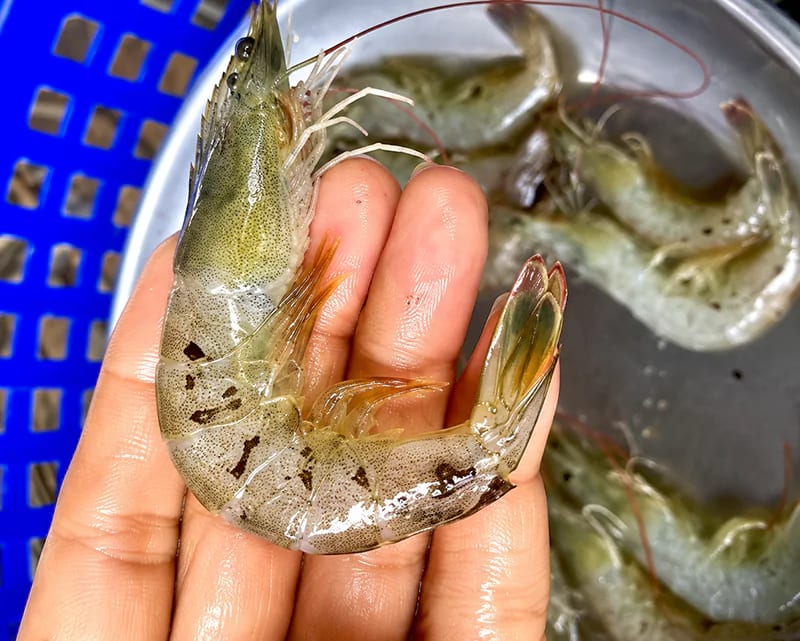 Dấu hiệu tôm bị đốm đen