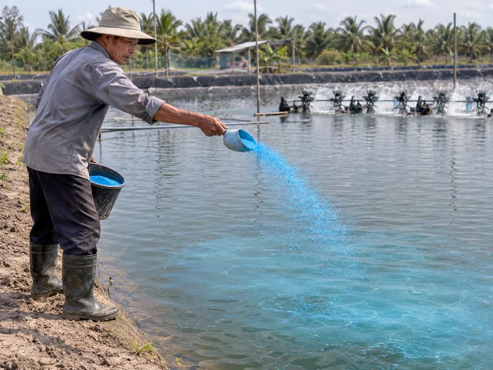 Tác dụng của đồng sunfat trong nuôi trồng thủy sản