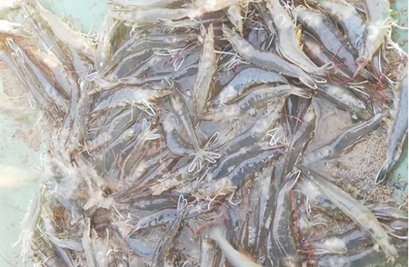 Gregarine gây bệnh đường ruột ở tôm